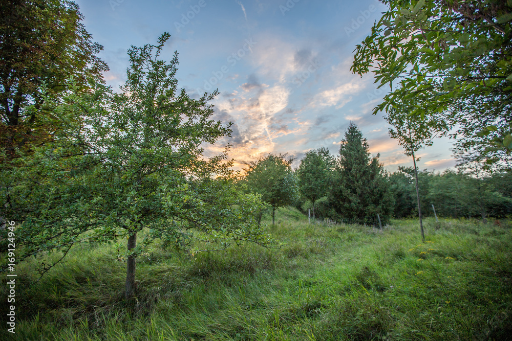Sonnenuntergang im Wald Sonnenuntergang im Wald