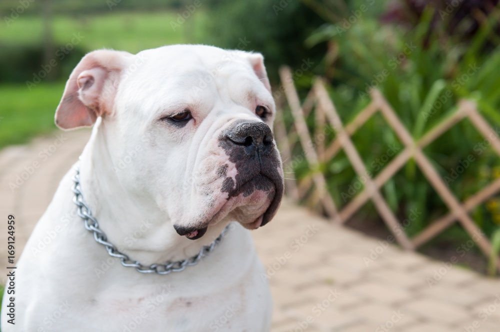 white American Bulldog in the yard of the house. The American bulldog is a stocky, well built, strong-looking dog, with a large head and a muscular build.