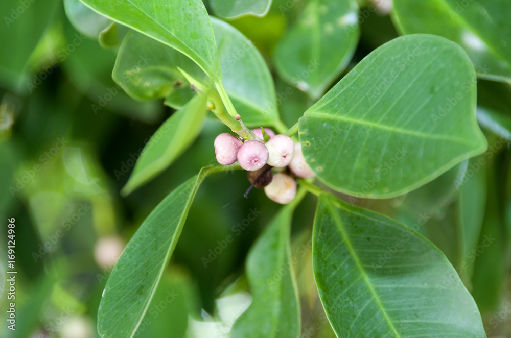 Obraz premium ガジュマルの実