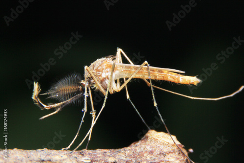 Macro of mosquito on dark background.