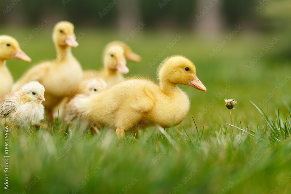 Ducklings an chickens on the green lawn