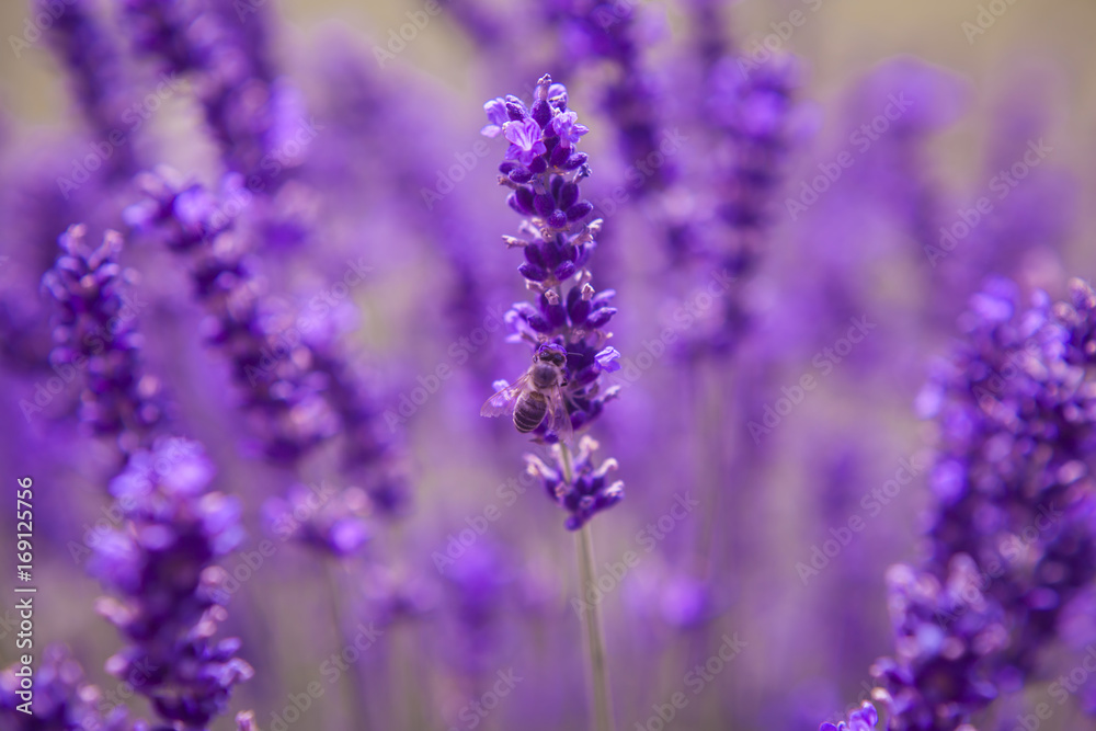 Lavender and insects Close up Nature Summer Flowers Fiends Lavender and insects Close up Nature Summer Flowers Fiends