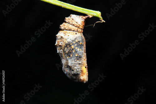 One of the life cycle of butterfly chrysalis hanging on stem branch.