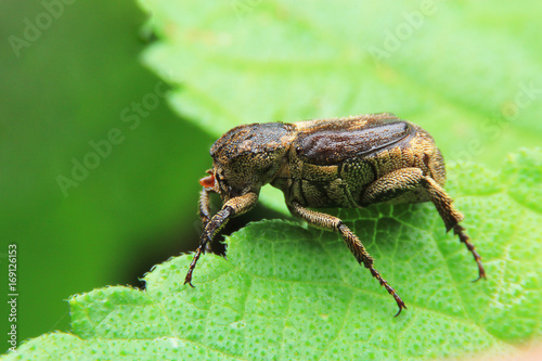 Super macro of brown beetle bug.