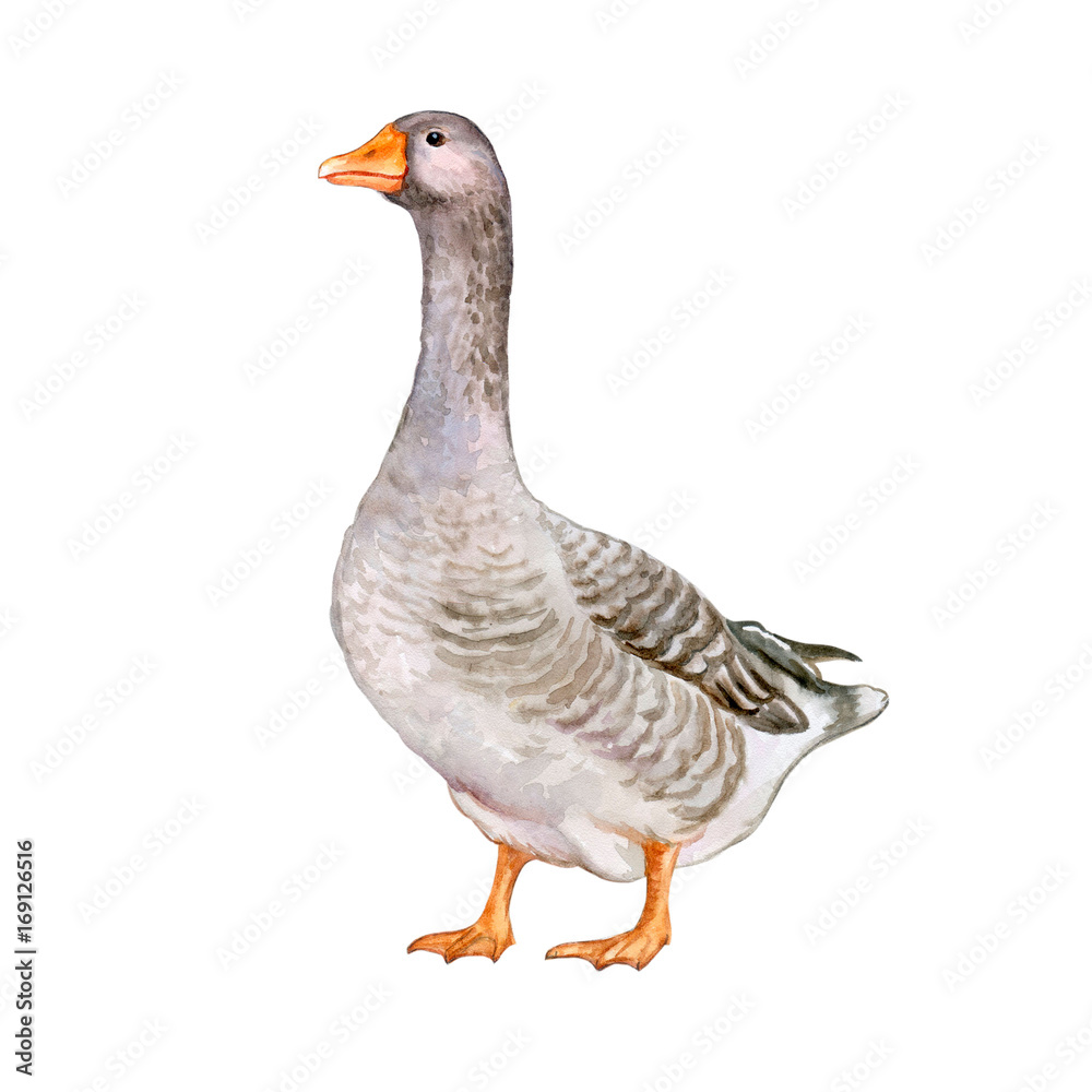 realistic illustration of a domestic goose isolated on white background. Watercolor realistic illustration of a domestic goose isolated on white background. Watercolor