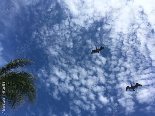 dramatic Florida blue sky with clouds and flying pelicans