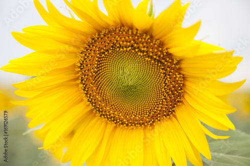 Sunflower single Nature summer season yellow flowers © Alice_D