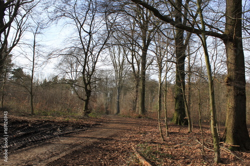 Herbstlicher Spaziergang im Wald