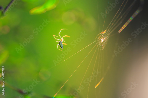 Spider silhouette on an orbital web, under warm bright sunset light