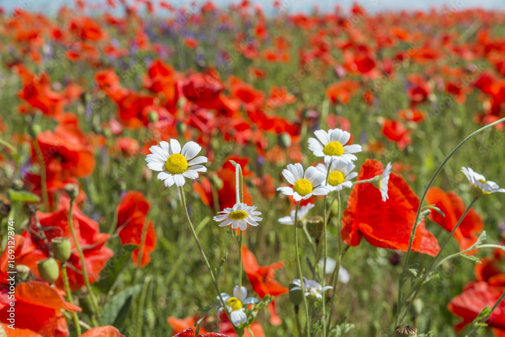 red poppies field with white flowers of chamomiles