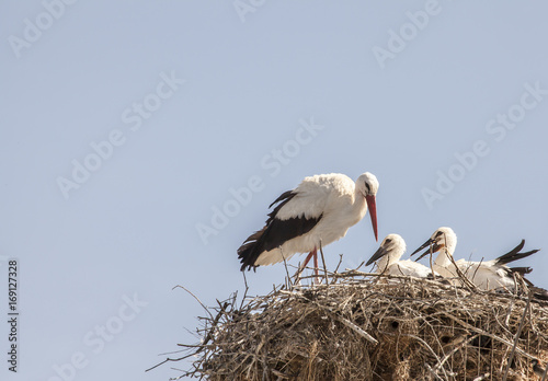 Storks Family nest Nature wildlife Birds background