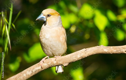 Leinwand Poster The hawfinch (Coccothraustes coccothraustes) adult male sitting on a branch