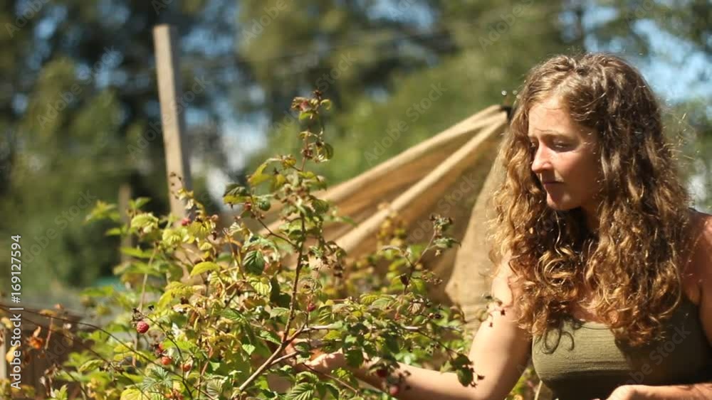 Woman picks berries in a beautiful garden on Vancouver Island, Canada, narrow Depth of Field Woman picks berries in a beautiful garden on Vancouver Island, Canada, narrow Depth of Field