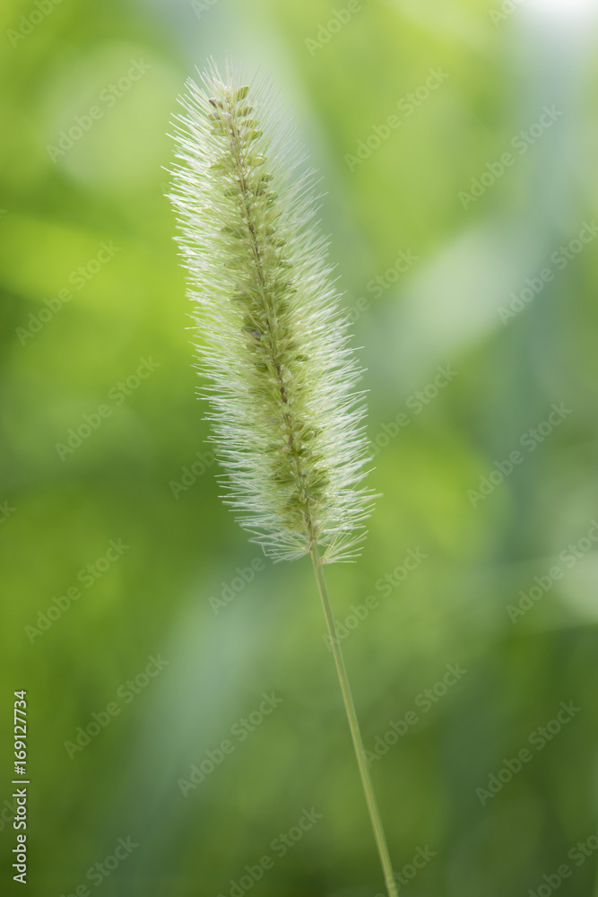 green bristle grass  (Neko-jarashi)