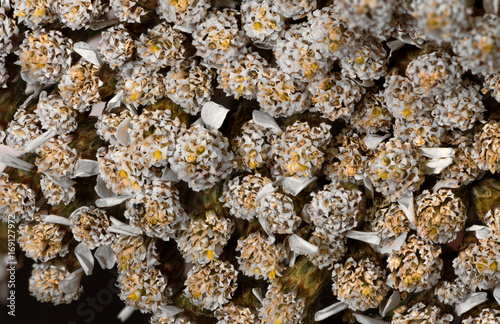 Fototapeta Naklejka Na Ścianę i Meble -  Flower