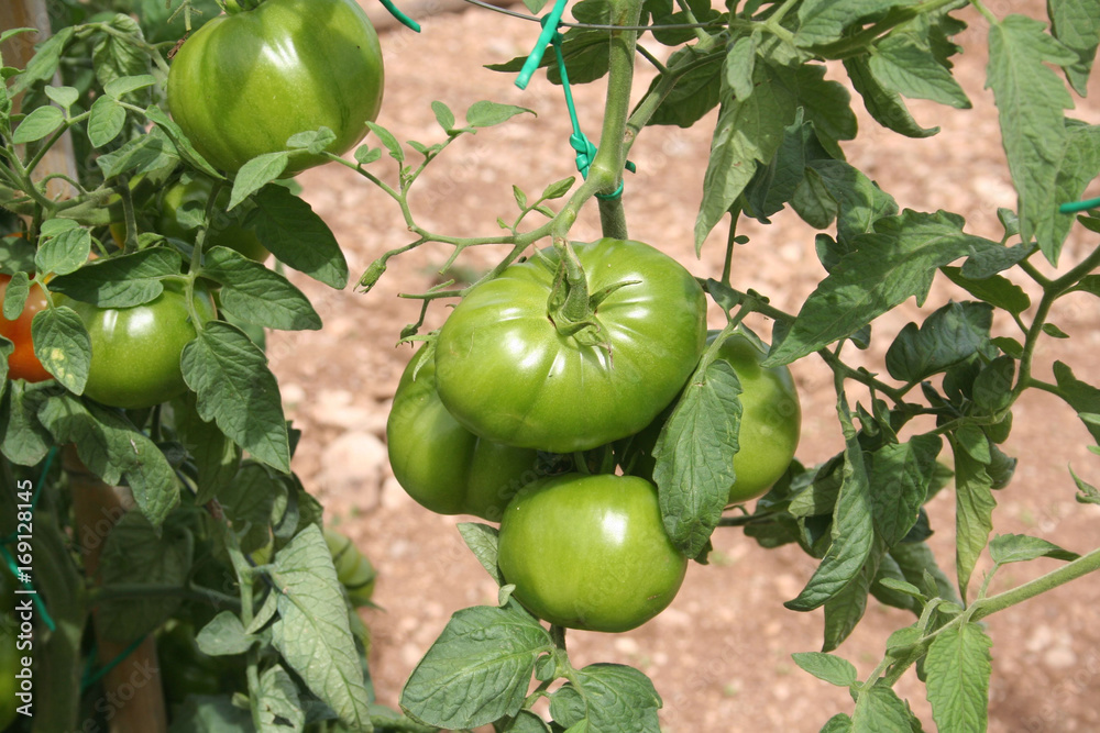 Pomodori verdi giganti su pianta nell'orto Pomodori verdi giganti su pianta nell'orto