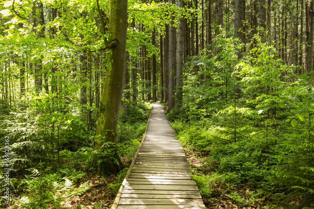 Narrow path lit by soft spring sunlight. Forest spring nature. Spring forest natural landscape with forest trees Narrow path lit by soft spring sunlight. Forest spring nature. Spring forest natural landscape with forest trees