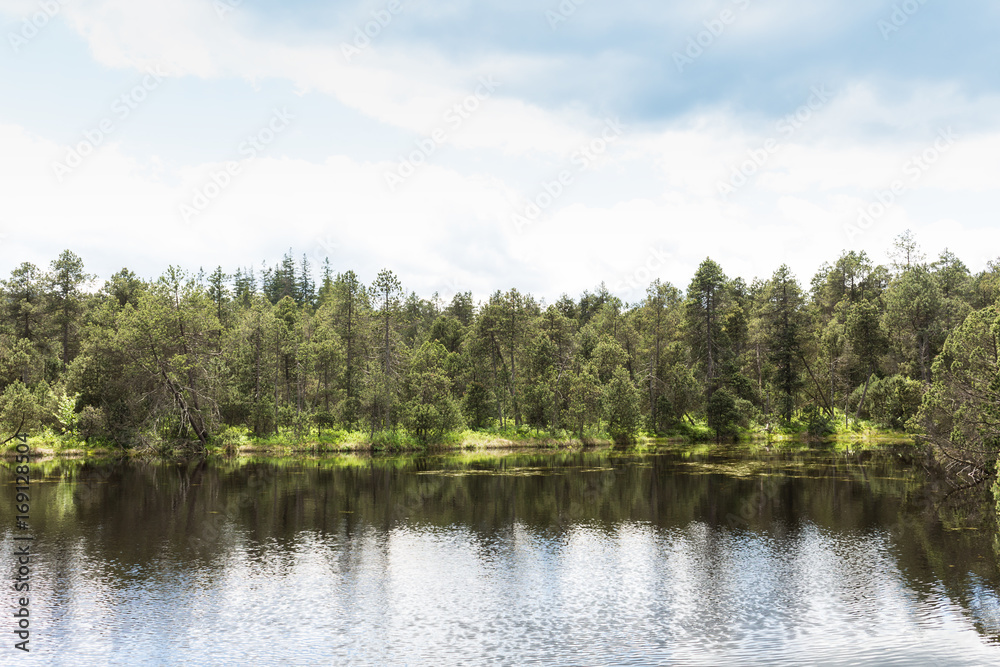 Rural summer landscape view of forest lake and green summer forest trees in sunny weather. Rural summer landscape view of forest lake and green summer forest trees in sunny weather.