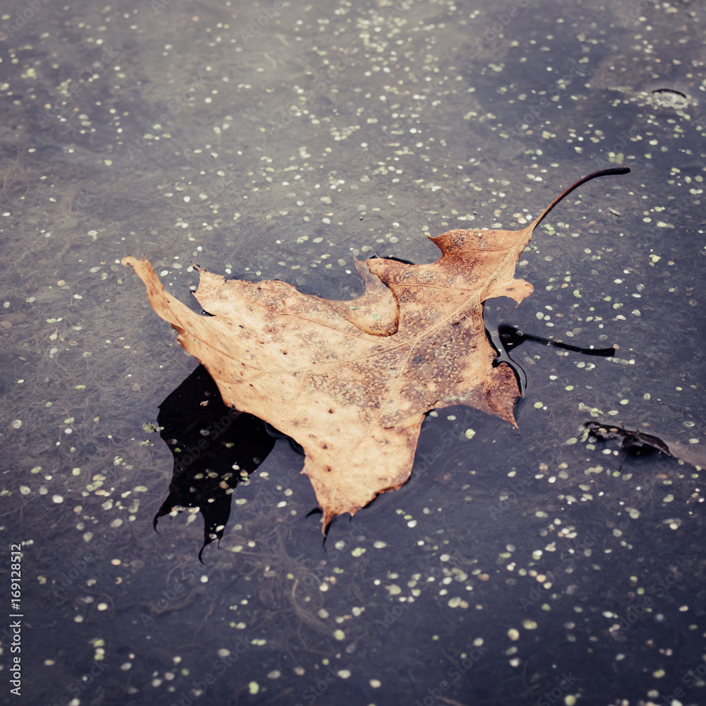 Naklejka premium Floating Leaf