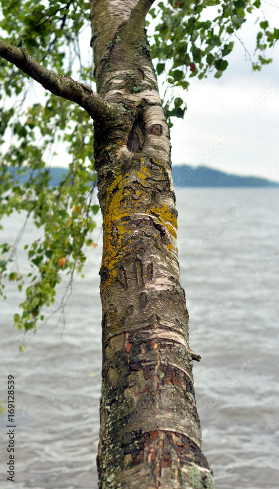 Fototapeta premium Tree branch over the water.