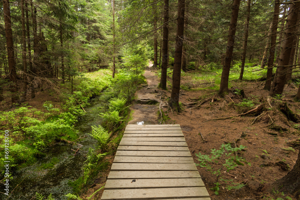 Narrow path lit by soft spring sunlight. Forest spring nature. Spring forest natural landscape with forest trees Narrow path lit by soft spring sunlight. Forest spring nature. Spring forest natural landscape with forest trees