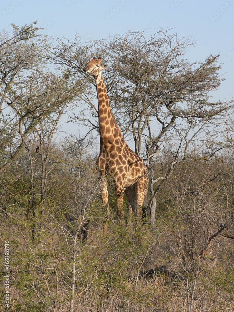 Girafe dans le parc Kruger-Afrique du sud