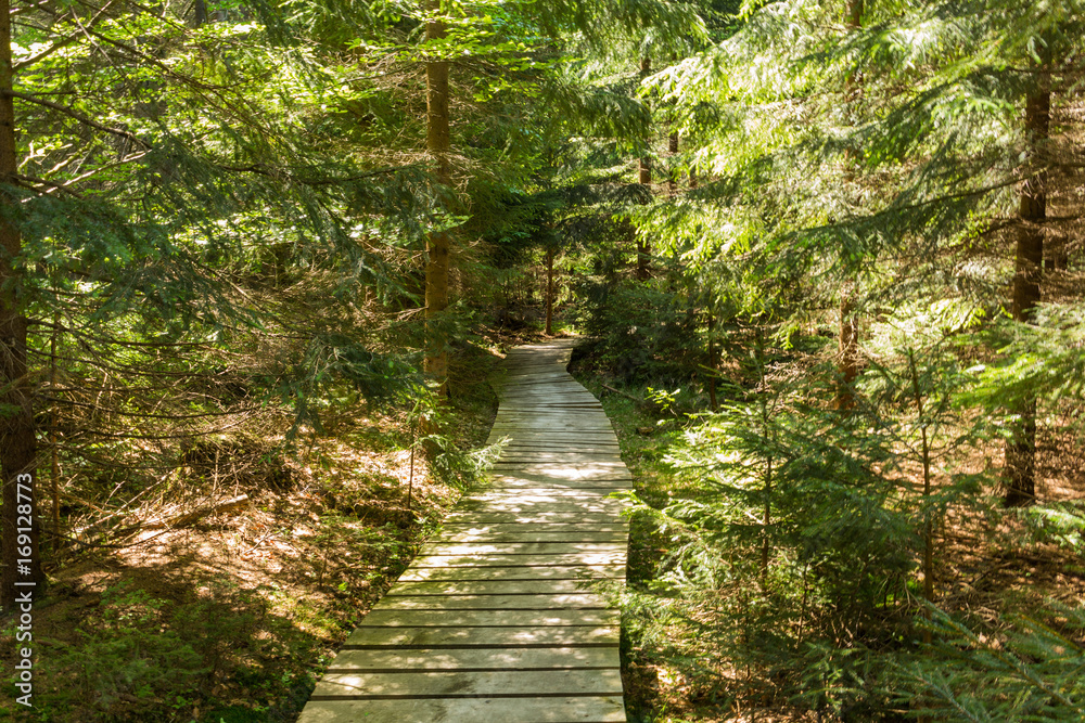 Obraz premium Narrow path lit by soft spring sunlight. Forest spring nature. Spring forest natural landscape with forest trees