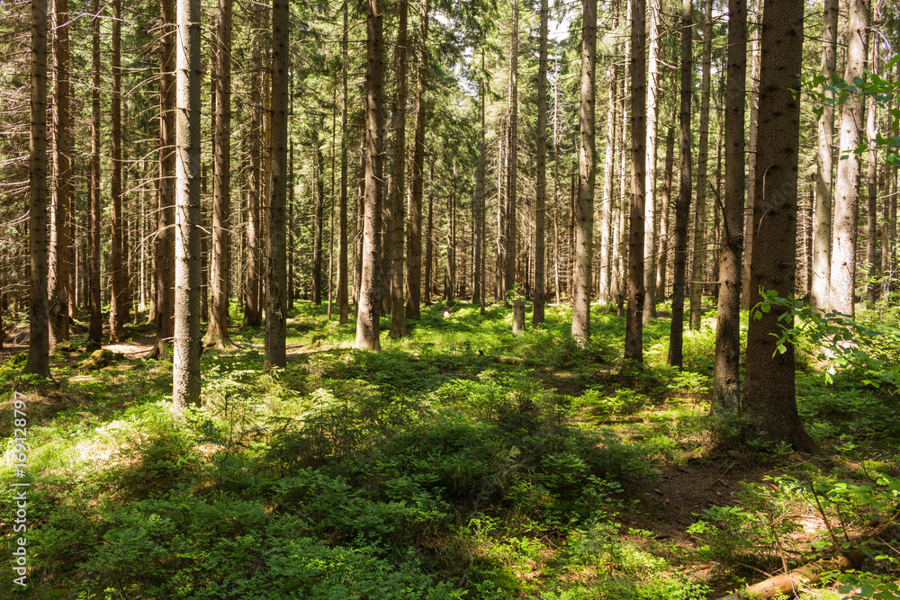 Summer landscape of young green forest Summer landscape of young green forest
