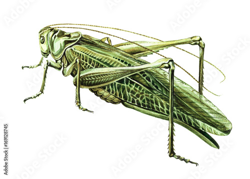 Grasshopper watercolor illustration. Realistic watercolor painting on white background. Grasshopper isolated on white background.