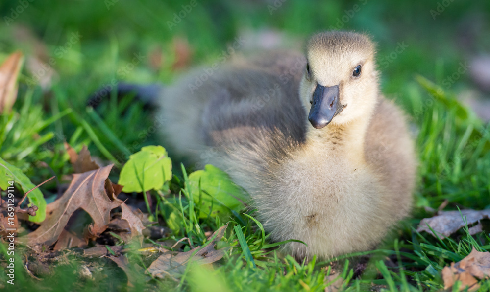 Geese Geese