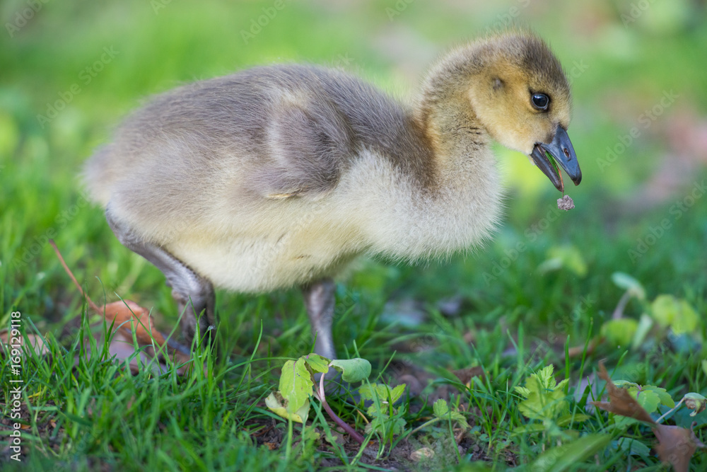 Geese Geese