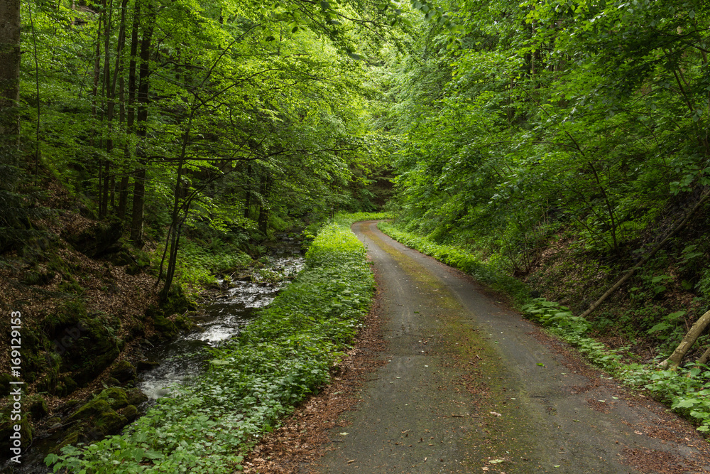 Narrow path lit by soft spring sunlight. Forest spring nature. Spring forest natural landscape with forest trees Narrow path lit by soft spring sunlight. Forest spring nature. Spring forest natural landscape with forest trees