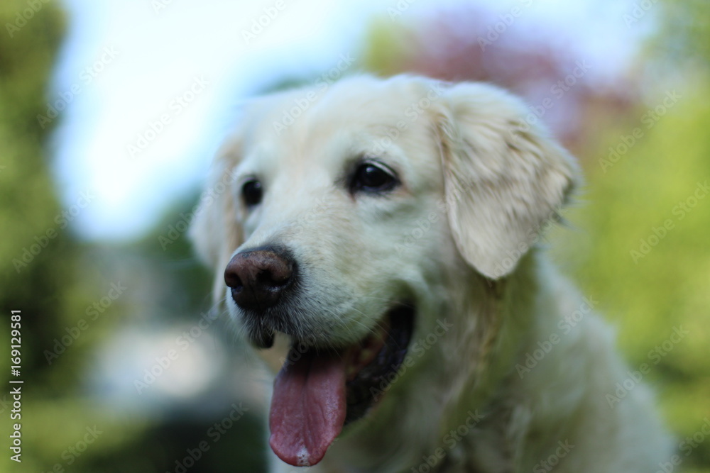 Gold Retriever in der Natur Gold Retriever in der Natur