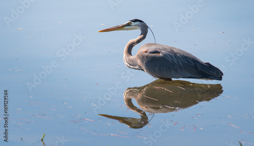 фотографія heron