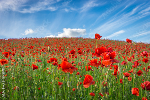 Red flowers, Poppy field, Spring landscape