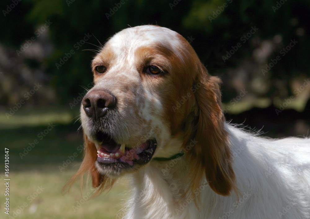 English Setter dog