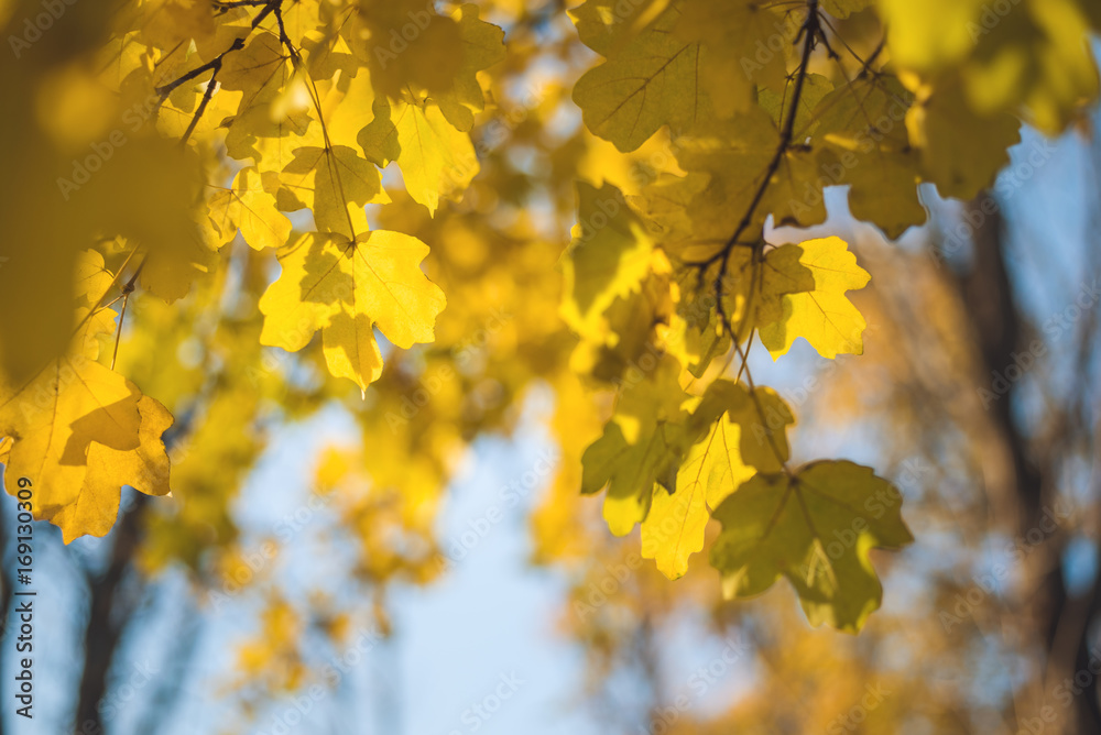 Autumn foliage of yellow color on trees in a park on a sunny day. Autumn foliage of yellow color on trees in a park on a sunny day.