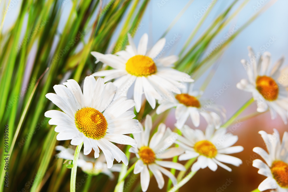 Obraz premium chamomile in brown grass