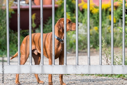 Wachhund hinter einem Metallzaun photo