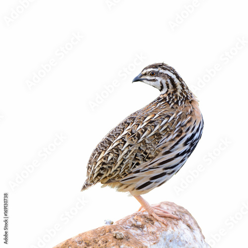 Rain Quail or Coturnix coromandelica, beautiful bird isolated standing on a rock with white background.