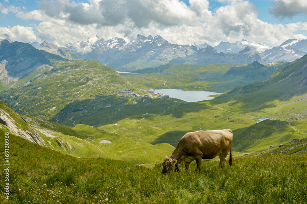 Grazing cow in Swiss Alps