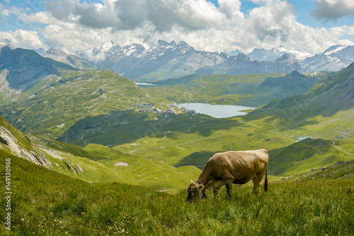 Grazing cow in Swiss Alps © Michal