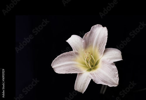 Fototapeta Naklejka Na Ścianę i Meble -  White lily flower on black background.