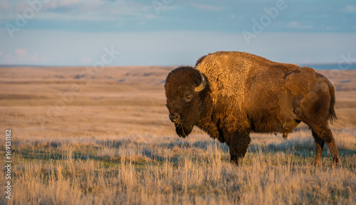 Bison