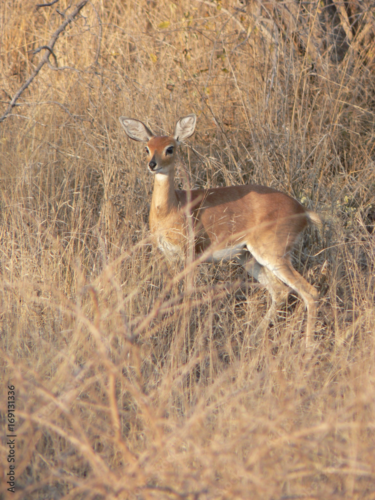 Antilope du parc Kruger - Afrique du sud Antilope du parc Kruger - Afrique du sud