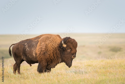 Bison © Jillian