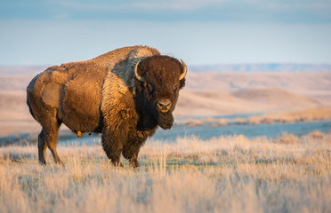 Fototapete Bison Mächtiger Bison im Porträt  © Jillian