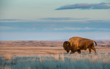 Fototapete Büffel Bison auf grüner Weidefläche  © Jillian