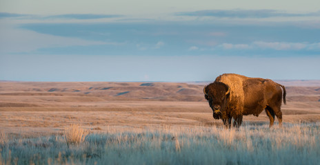 Fototapete Bison Bison in stiller Naturlandschaft  © Jillian