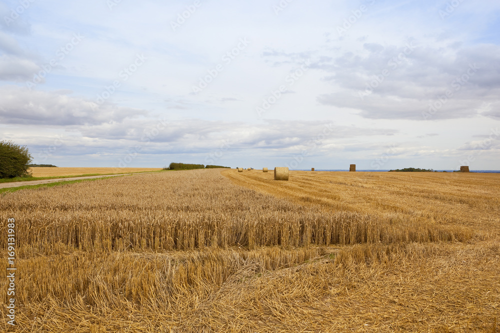 straw bales and uncut wheat